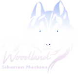 Mystic Woodland Siberian Husky Logo