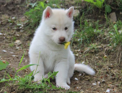 Neue Fotos von den Welpen mit 6 Wochen