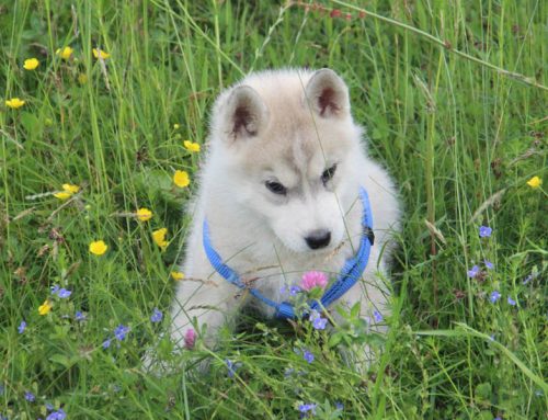 Neue Fotos von den Welpen mit 7 Wochen